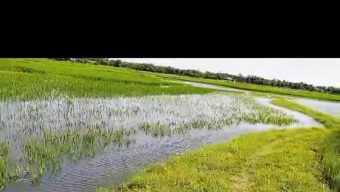 সুনামগঞ্জে একটি স্লূইস গেটের অভাবে প্রতি বছর ৫ শ একর জমির ফসল জলাবদ্ধতার শিকার।