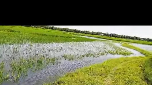 সুনামগঞ্জে একটি স্লূইস গেটের অভাবে প্রতি বছর ৫ শ একর জমির ফসল জলাবদ্ধতার শিকার।