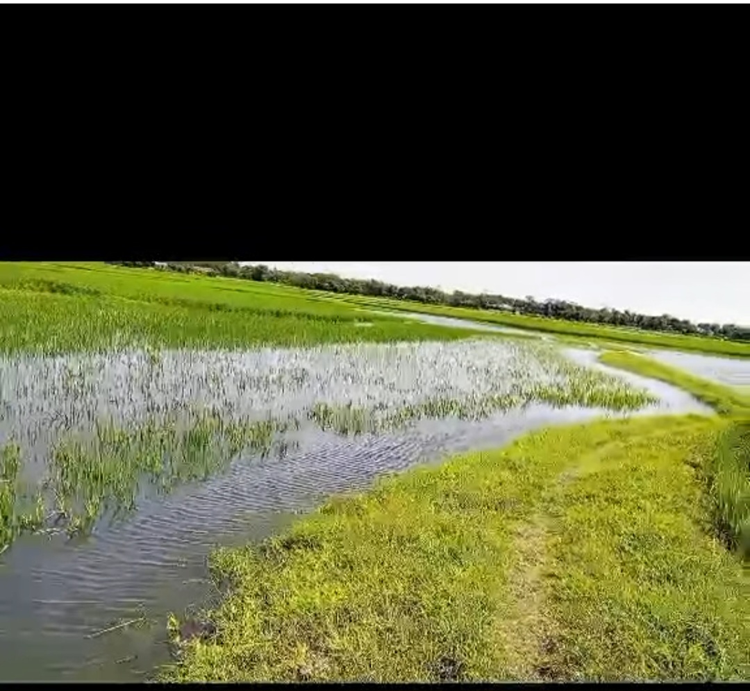 সুনামগঞ্জে একটি স্লূইস গেটের অভাবে প্রতি বছর ৫ শ একর জমির ফসল জলাবদ্ধতার শিকার।