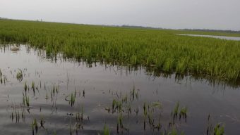 জলাবদ্ধতার কারণে সুনামগঞ্জের ফসল রক্ষা বাঁধ এখন কৃষকের গলার কাটাঁ হয়ে দাঁড়িয়েছে।