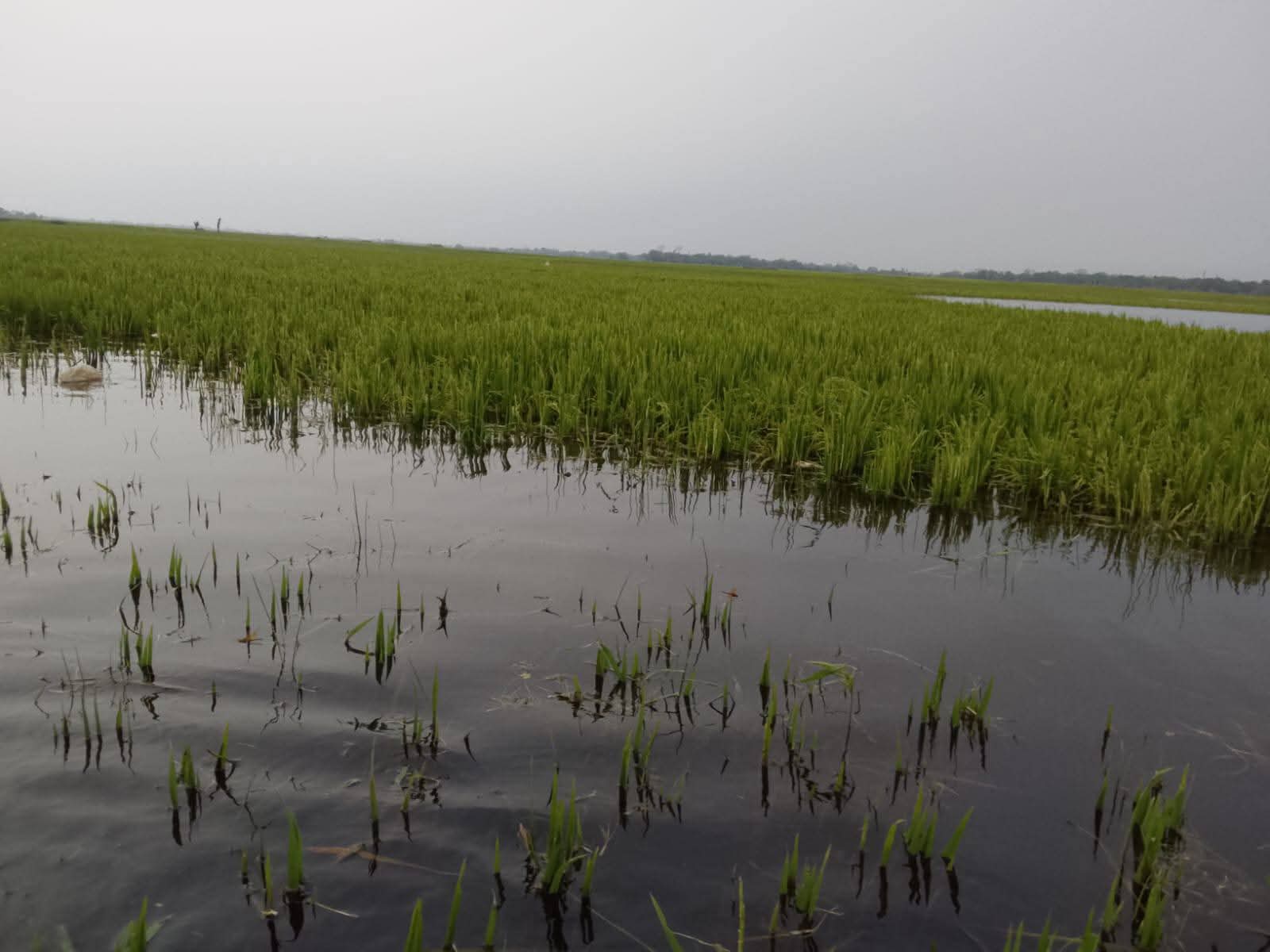জলাবদ্ধতার কারণে সুনামগঞ্জের ফসল রক্ষা বাঁধ এখন কৃষকের গলার কাটাঁ হয়ে দাঁড়িয়েছে।