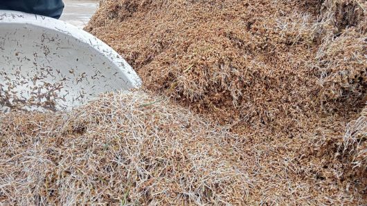 সুনামগঞ্জে ভেজা ধানে চারা গজিয়েছে