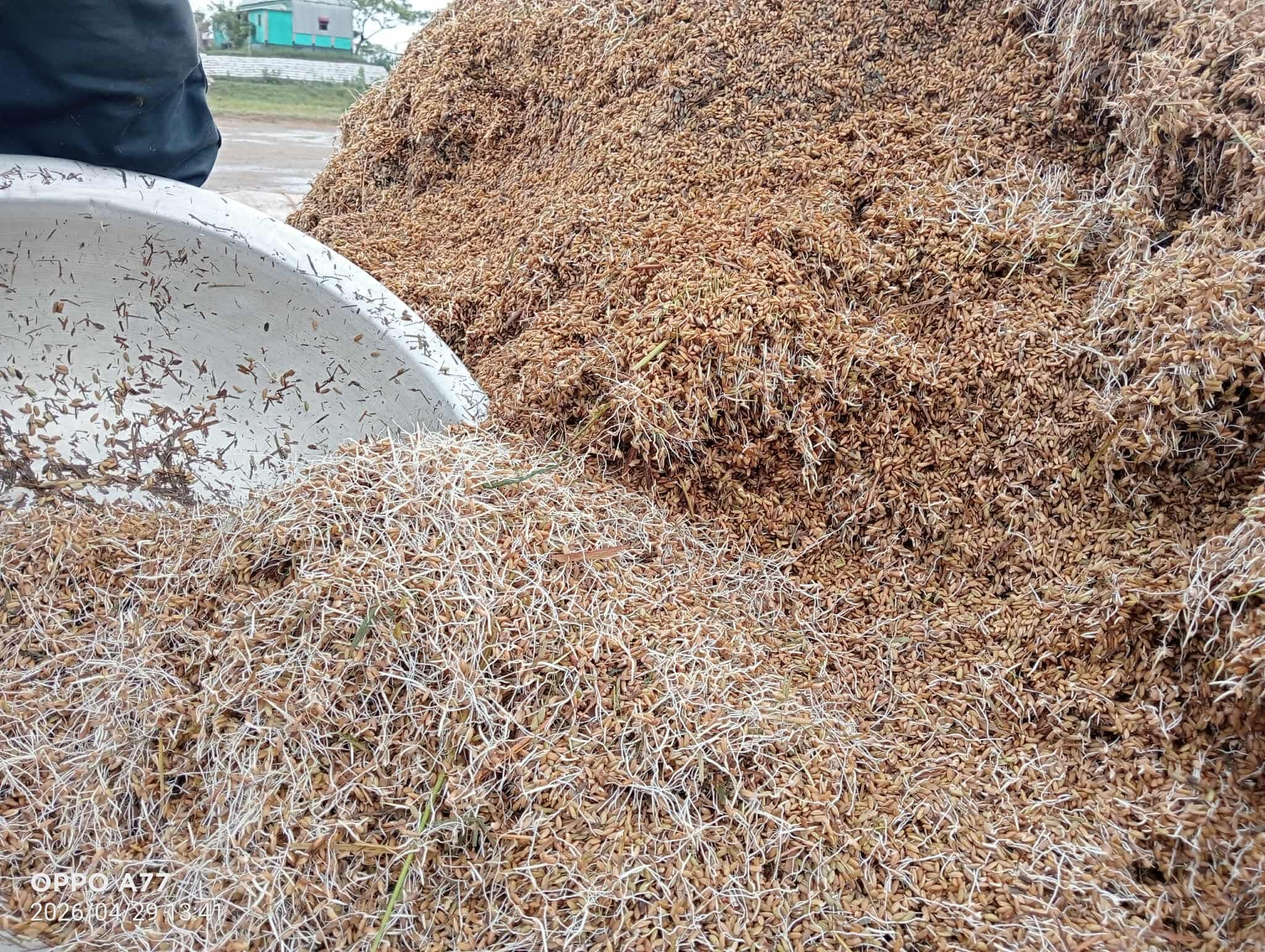 সুনামগঞ্জে ভেজা ধানে চারা গজিয়েছে