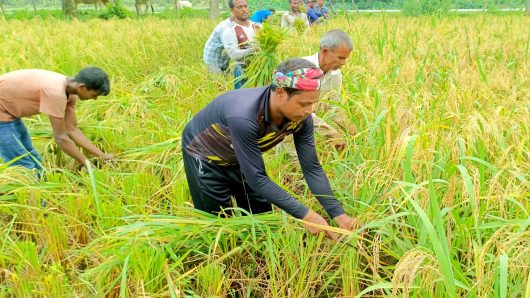 সুনামগঞ্জ জেলায় ধান কাটার শ্রমিক সংকট নিরসনে বালু-পাথর মহাল ও শুল্ক স্টেশন বন্ধ রাখার ঘোষনা।