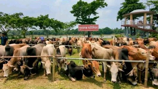 ঈদকে সামনে রেখে সুনামগঞ্জ জেলার দোয়ারাবাজার সীমান্তে গরু চোরাচালানীরা সক্রিয়।