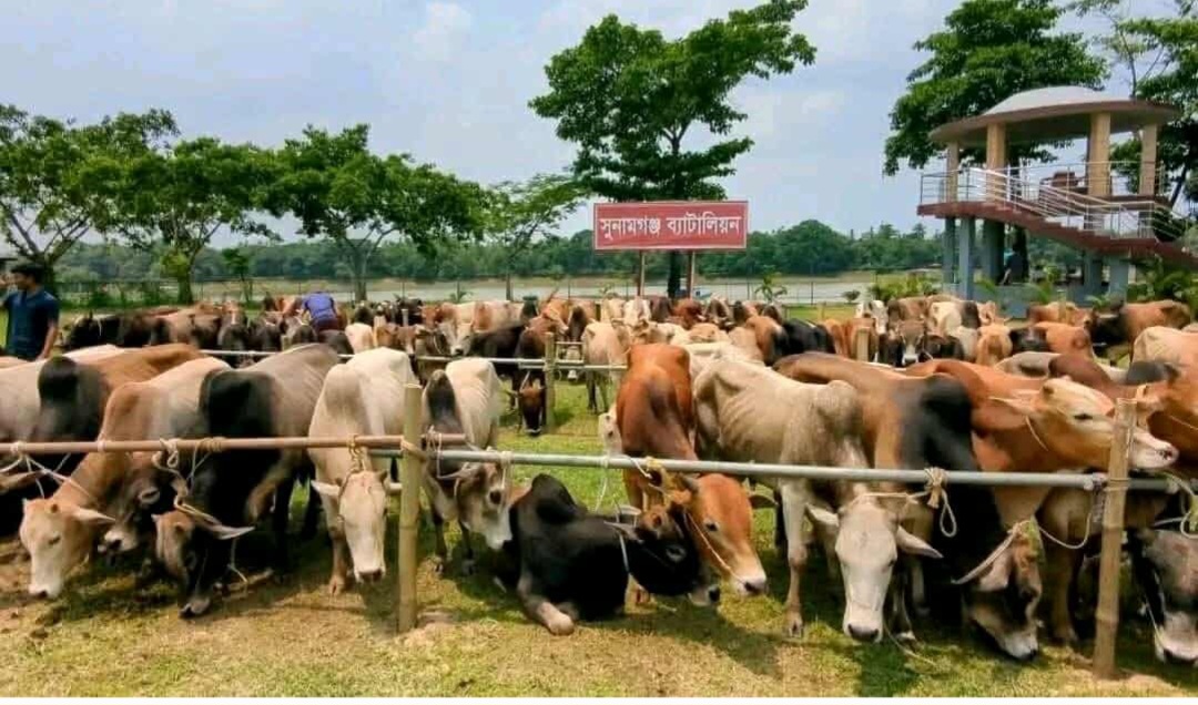 ঈদকে সামনে রেখে সুনামগঞ্জ জেলার দোয়ারাবাজার সীমান্তে গরু চোরাচালানীরা সক্রিয়।