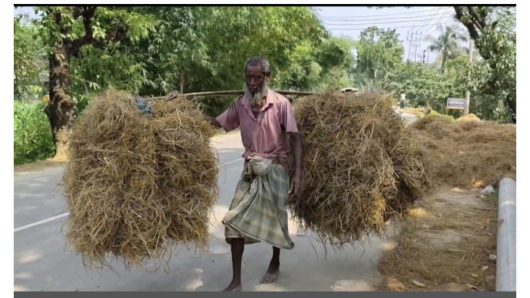 সুনামগঞ্জে ধানের পর খড় ও নষ্ট হয়ে গো-খাদ্য সংকট চরমে।