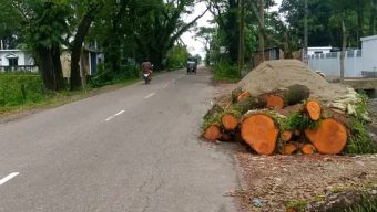 ছাতক-দোয়ারায় গাছ নিলামে অনিয়মের অভিযোগ, নিরপেক্ষ তদন্তের দাবি