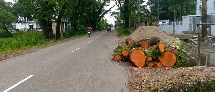 ছাতক-দোয়ারায় গাছ নিলামে অনিয়মের অভিযোগ, নিরপেক্ষ তদন্তের দাবি
